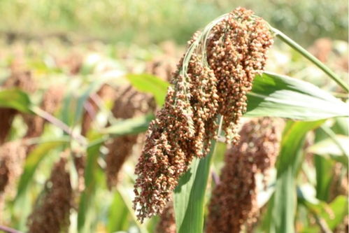 李強(qiáng) 持續(xù)增強(qiáng)糧食等重要農(nóng)產(chǎn)品穩(wěn)產(chǎn)保供能力，為實(shí)現(xiàn)全年糧食產(chǎn)量目標(biāo)奠定堅(jiān)實(shí)基礎(chǔ)