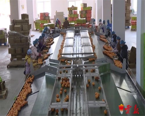 蔬菜捐贈(zèng)全國(guó)第一 云南累計(jì)向湖北捐贈(zèng)1.26萬(wàn)噸初級(jí)農(nóng)產(chǎn)品，譜寫抗疫情深